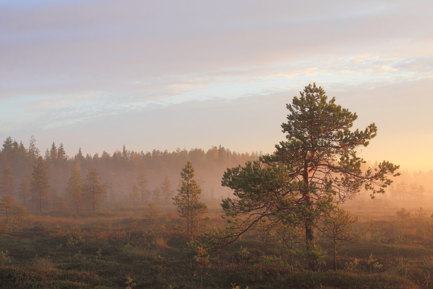 Suomalainen metsämaisema